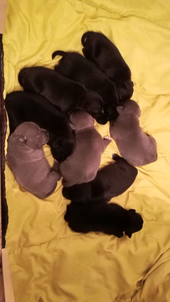 Des Diables Celtic - Staffordshire Bull Terrier - Portée née le 06/05/2018